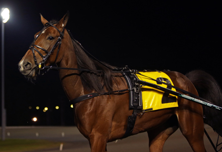 Darling Mearas - Solvalla.JPG